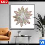 Wechselmotiv Dia Sukkulente No 1 Quadrat Produktvorschau mit dem Bild Sukkulente No.1 im Format Quadrat.