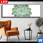 Wechselmotiv Dia Sukkulente No 2 Panorama Produktvorschau mit dem Bild Sukkulente No.2 im Format Panorama.