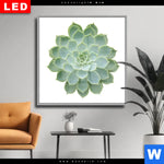Wechselmotiv Dia Sukkulente No 2 Quadrat Produktvorschau mit dem Bild Sukkulente No.2 im Format Quadrat.