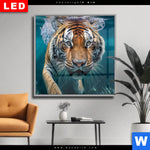 Wechselmotiv Dia Tauchender Tiger Quadrat Produktvorschau mit dem Bild Tauchender Tiger im Format Quadrat.