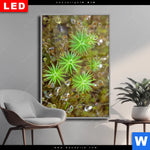 Wechselmotiv Dia Tautropfen Auf Moos Hochformat Produktvorschau mit dem Bild Tautropfen auf Moos im Format Hochformat.