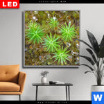 Wechselmotiv Dia Tautropfen Auf Moos Quadrat Produktvorschau mit dem Bild Tautropfen auf Moos im Format Quadrat.