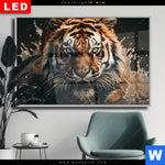 Wechselmotiv Dia Tiger Im Wasser Querformat Produktvorschau mit dem Bild Tiger im Wasser im Format Querformat.