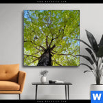 Wechselmotiv Hoher Baum Quadrat Produktvorschau mit dem Bild Hoher Baum im Format Quadrat.