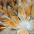 Wechselmotiv Abstrakter Blütenzauber in orange Schmal Zoom wandbild.com