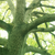 Wechselmotiv Baum im Wald Querformat Zoom wandbild.com