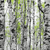 Canvalight® Leuchtbild Birkenwald Panorama Zoom wandbild.com