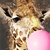 Spannbild Bubble Gum Giraffe Hochformat Zoom wandbild.com
