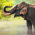 Canvalight® Leuchtbild Elefant im Wasser Panorama Zoom wandbild.com