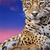 Canvalight® Leuchtbild Jaguar auf Felsen Querformat Zoom wandbild.com