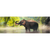 Canvalight® Leuchtbild Elefant im Wasser Panorama Motive wandbild.com