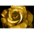 Canvalight® Leuchtbild Goldene Rose Querformat Motive wandbild.com