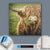 Canvalight® Leuchtbild  Hochland-Rind mit Nasenring  Quadrat Material wandbild.com