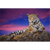 Canvalight® Leuchtbild Jaguar auf Felsen Querformat Motive wandbild.com