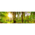 Canvalight® Leuchtbild Sonne im grünen Wald Panorama Motive wandbild.com