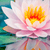 Spannbild Lotusblume Querformat Zoom wandbild.com