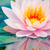 Wechselmotiv Lotusblume Querformat Zoom wandbild.com