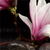 Canvalight® Leuchtbild Magnolien & Zen Steine Panorama Zoom wandbild.com