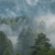 Wechselmotiv Nebel im Wald Quadrat Zoom wandbild.com