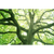 Spannbild Baum im Wald Querformat Motive wandbild.com