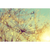 Spannbild Pusteblume bei Sonnenuntergang Querformat Motive wandbild.com