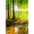 Spannbild Wald mit Sonnenstrahlen Hochformat Motive wandbild.com