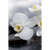 Spannbild Weiße Orchideen Hochformat Motive wandbild.com