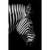 Spannbild Zebra Schwarzweiß Hochformat Motive wandbild.com