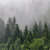Spannbild Wald im Nebel Hochformat Zoom wandbild.com