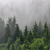 Canvalight® Leuchtbild Wald im Nebel Querformat Zoom wandbild.com