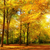 Wechselmotiv Waldlandschaft im Herbst Panorama Zoom wandbild.com