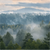 Wechselmotiv Nebel im Wald Quadrat Motive wandbild.com