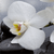 Spannbild Weiße Orchideen Querformat Zoom wandbild.com