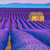 Spannbild Lavendel Blumen Feld Quadrat Wandbild 3