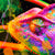 Spannbild Regenbogen Cham&auml;leon No.2 Querformat Wandbild 3